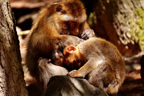 ape baby monkey loving