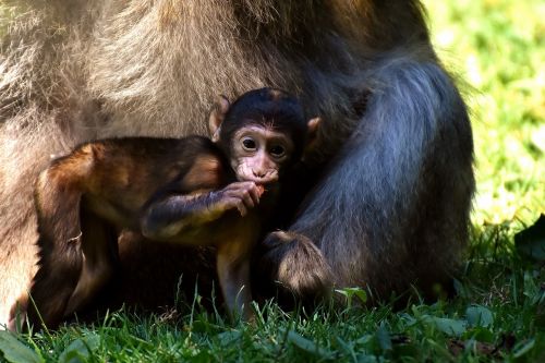 ape baby monkey curious
