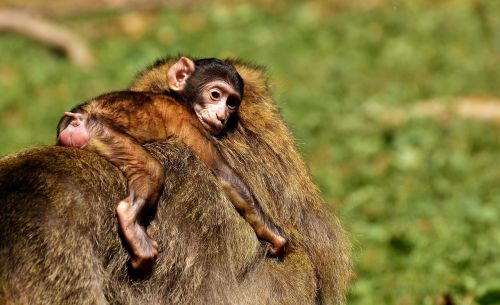 ape baby monkey barbary ape