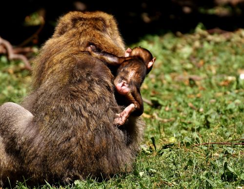 ape baby monkey curious