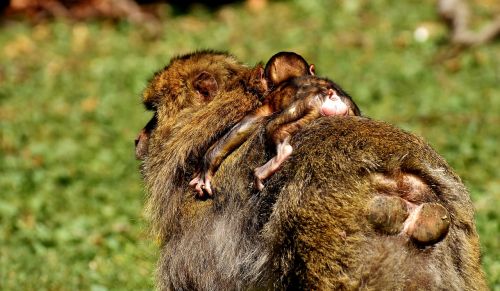 ape baby monkey barbary ape