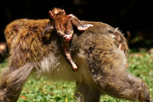 ape baby monkey barbary ape