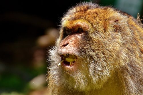 ape barbary ape endangered species