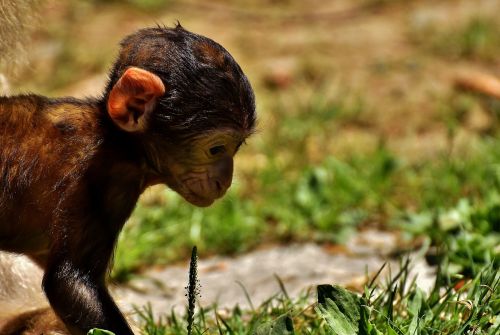 ape baby monkey barbary ape