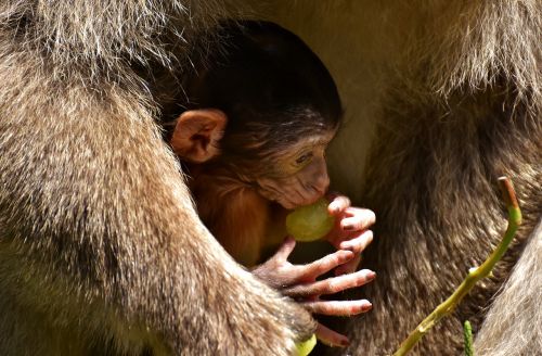 ape baby monkey barbary ape