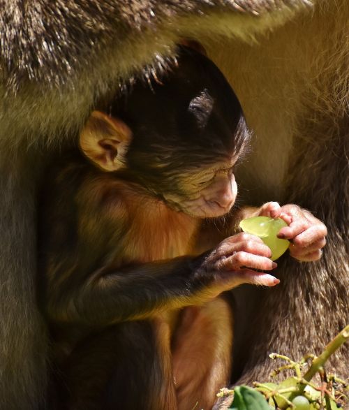 ape baby monkey eat