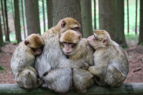 ape animals snuggle
