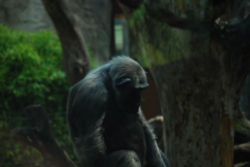 ape chimpanzee old