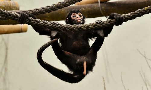 ape  funny  cute