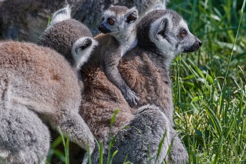 ape  lemur  family