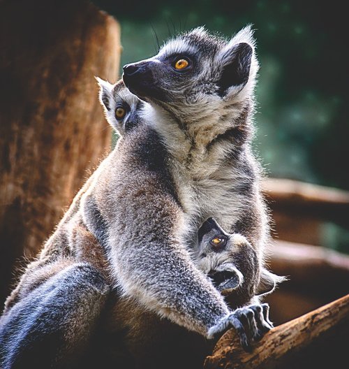 ape  lemur  animal world