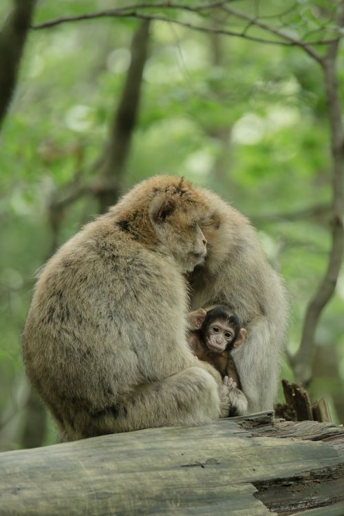 ape berber monkeys young animal