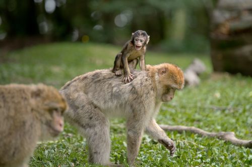 ape berber monkeys mammal