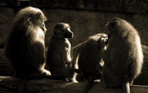 ape baboons relaxation