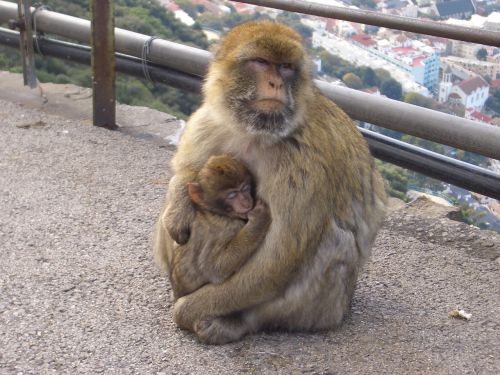 ape gibraltar animals