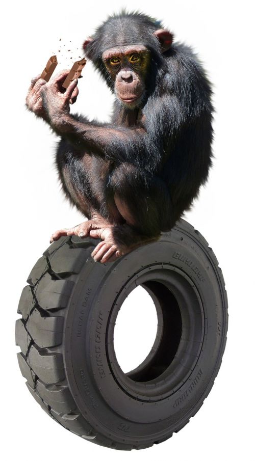 ape chimpanzee funny