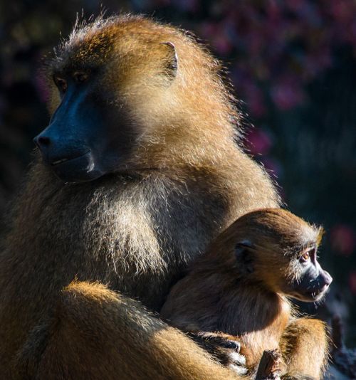 ape berber monkeys monkey baby