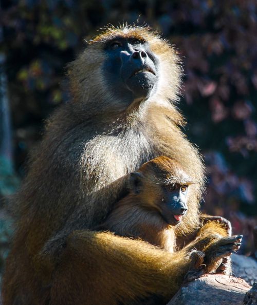 ape berber monkeys monkey baby