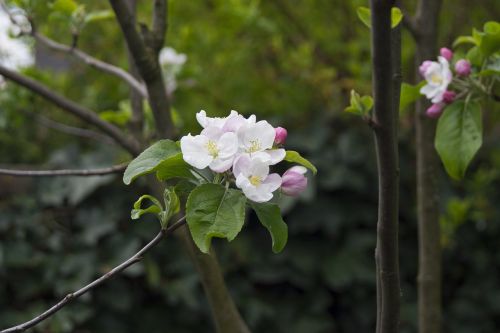 apfelblüte tree bloom