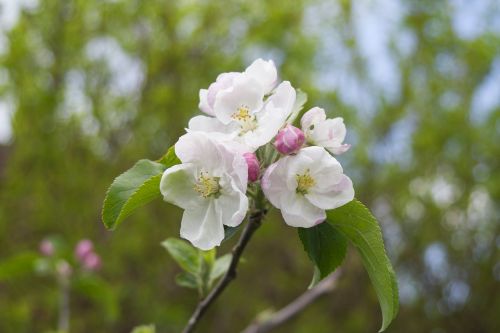 apfelblüte tree bloom