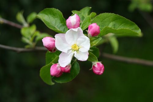 apfelblüte tree bloom