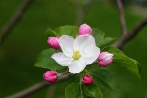 apfelblüte tree bloom