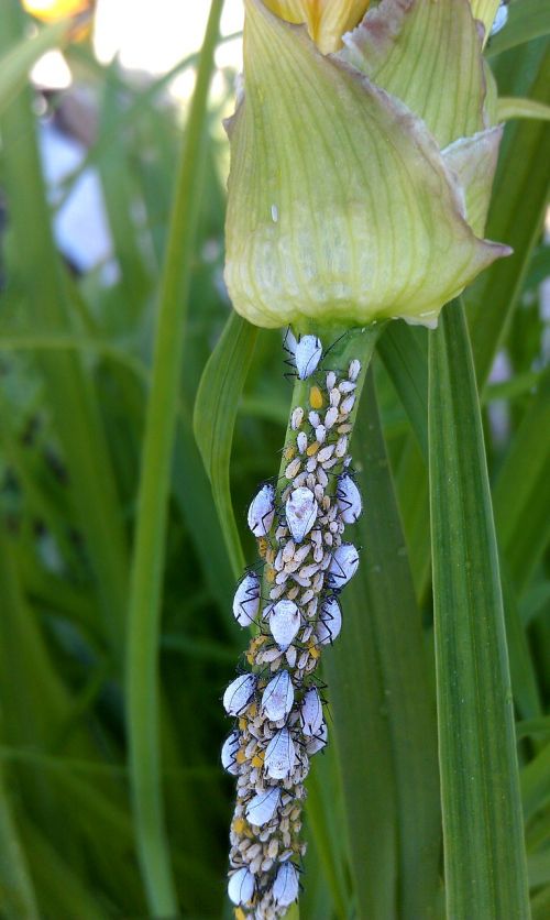 aphid blue aphid plant pests