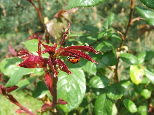 aphid aphids ladybug
