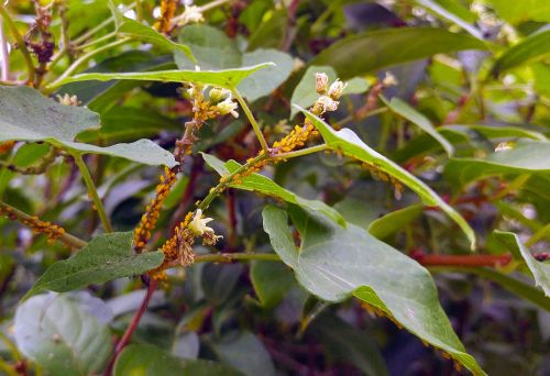 aphids milkweed aphid colony