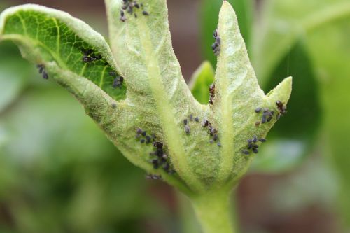 aphids insects plants
