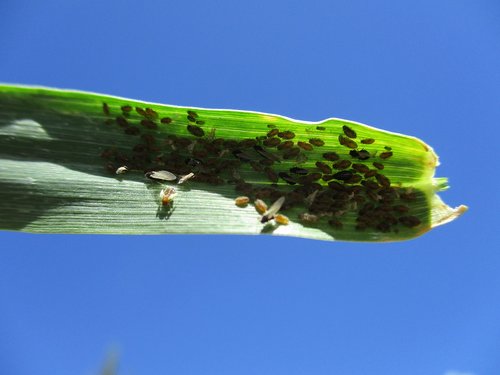 aphids  pest  bug