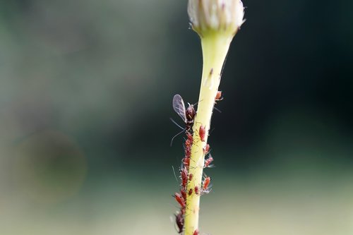 aphids  stem  macro