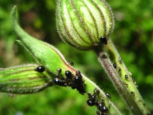 aphids plants flower