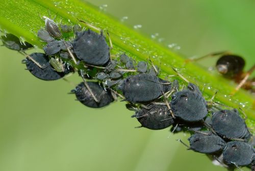 aphids aphis fabae