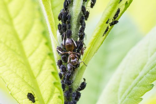 aphids ant lice