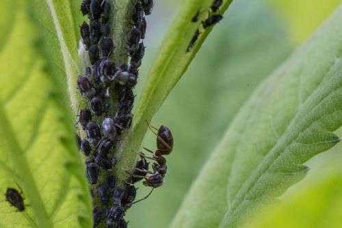 aphids ant lice