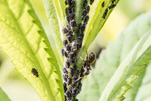 aphids ant lice