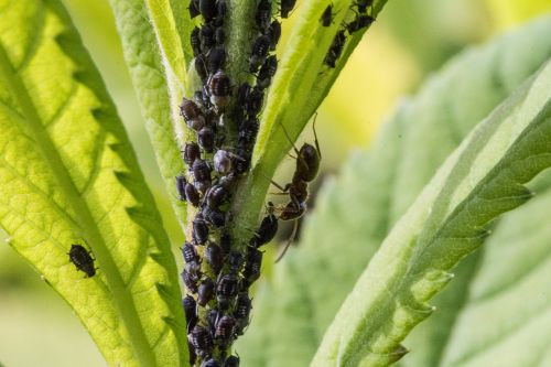 aphids ant lice