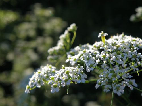apiaceae flower white