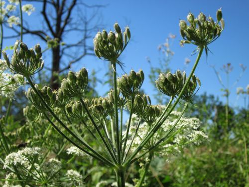 apiaceae hercaleum hogweed cow parsnip