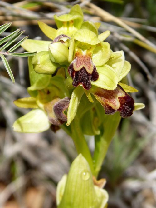 apiary orchid priorat