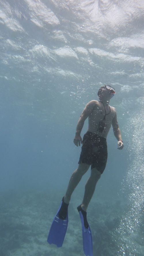 apnea diving free diving