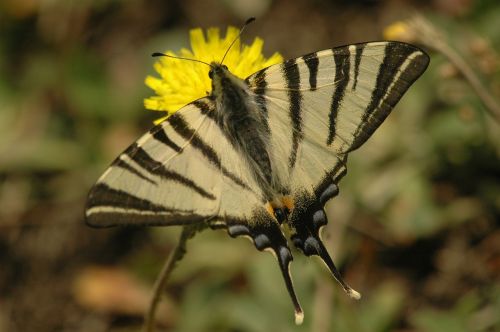 appalachian tiger butterfly insects