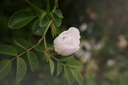 äppelblomster  flower  tree