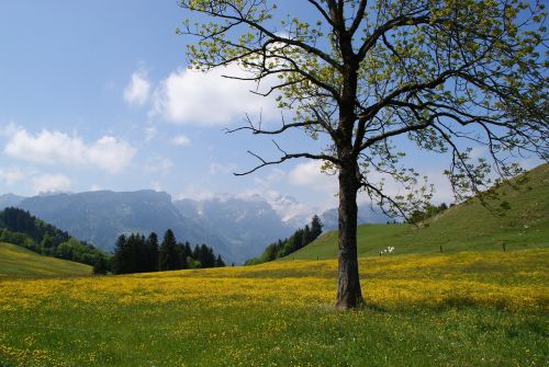 appenzell appenzellerland mountain meadow