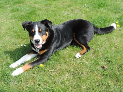 appenzell mountain dog animal tri color