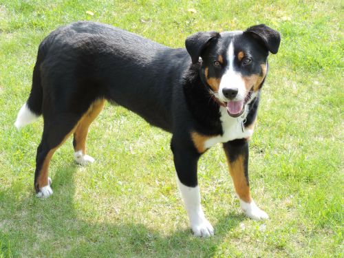 appenzell mountain dog animal tri color