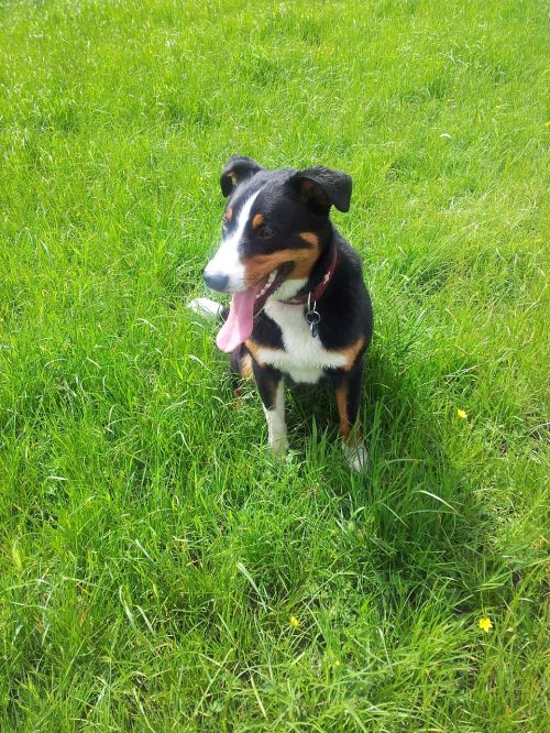 appenzell mountain dog animal meadow
