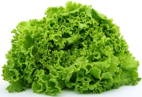 lettuce calories catering