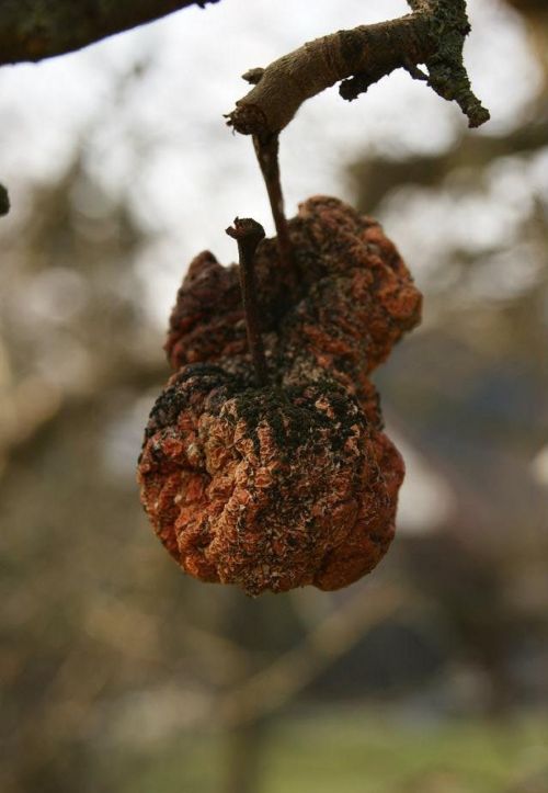 apple garden rot